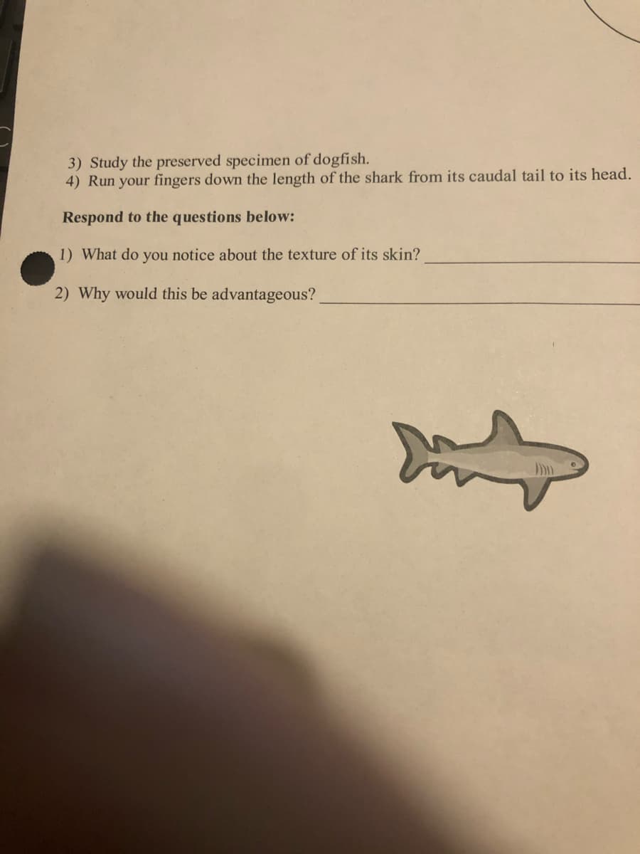 3) Study the preserved specimen of dogfish.
4) Run your fingers down the length of the shark from its caudal tail to its head.
Respond to the questions below:
1) What do you notice about the texture of its skin?
2) Why would this be advantageous?
