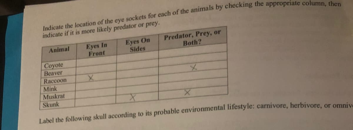 indicate if it is more likely predator or prey.
Eyes In
Front
Eyes On
Sides
Predator, Prey, or
Both?
Animal
Coyote
Beaver
Raccoon
Mink
Muskrat
Skunk
Label the following skull according to its probable evironmental lifestyle: carnivore, herbivore, or ommniva
