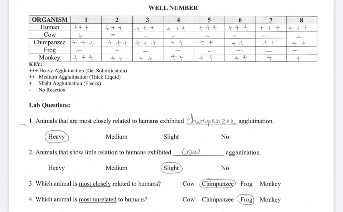 WELL NUMBER
ORGANISM
1
2
3
4
6
7
8
Human
+++
+++
+ tt
t++
+ ++
Cow
Chimpanzee t t+
Frog
Monkey
オt+
ャ+
++
KEY:
+++ Heavy Agglutination (Gel Solidification)
+ Medium Agglutination (Thick Liquid)
Slight Agglutination (Flecks)
No Reaction
Lab Questions:
1. Animals that are most closely related to humans exhibited
ichimpanzee agglutination.
Heavy
Medium
Slight
No
2. Animals that show little relation to humans exhibited
cow
agglutination.
Heavy
Medium
Slight
No
3. Which animal is most closely related to humans?
Cow Chimpanzee Frog Monkey
4. Which animal is most unrelated to humans?
Cow
Chimpanzee (Frog Monkey
