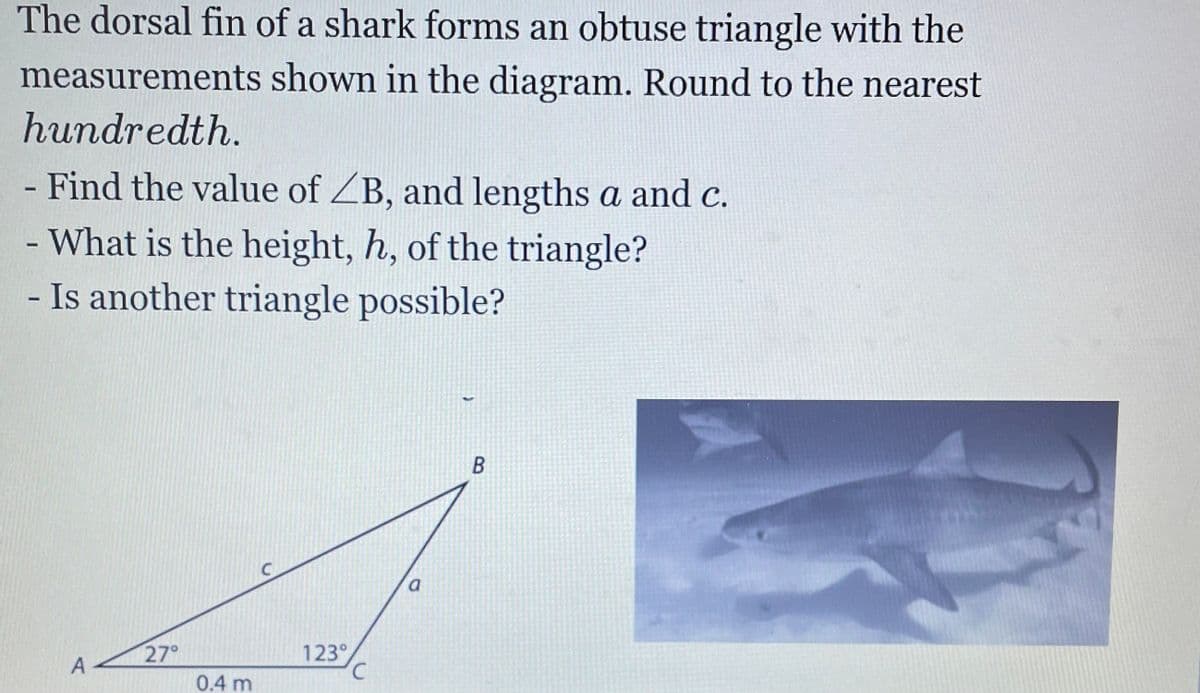 The dorsal fin of a shark forms an obtuse triangle with the
measurements shown in the diagram. Round to the nearest
hundredth.
- Find the value of ZB, and lengths a and c.
- What is the height, h, of the triangle?
- Is another triangle possible?
27°
123°
A
0.4 m
