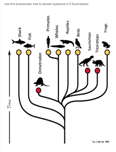 Use this evolutionary tree to answer questions 2-5 found below,
GJ. Calson, 1999
Time
Shark
Fish
Dimetrodon
Primates
Whales
Reptiles
Birds
Saurischian
Triceratops
