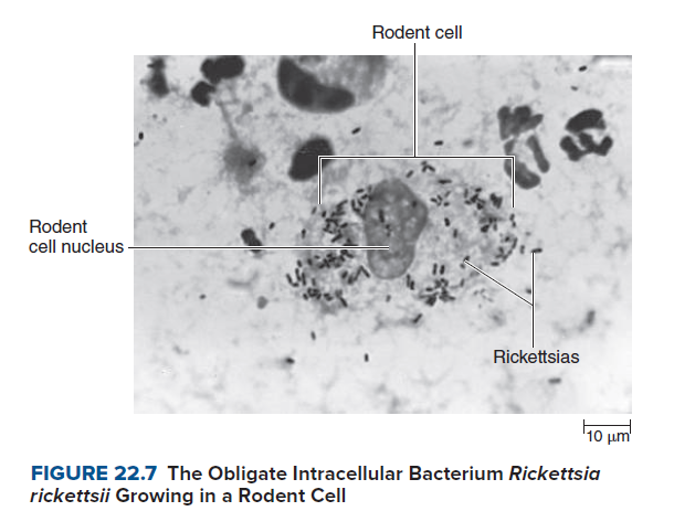 Rodent cell
Rodent
cell nucleus
Rickettsias
10 µm
FIGURE 22.7 The Obligate Intracellular Bacterium Rickettsia
rickettsii Growing in a Rodent Cell
