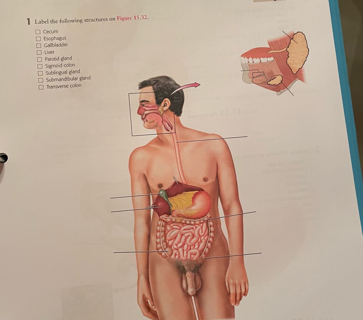 I Label the following structures on Figure 15.32.
O Cecum
O Esophagus
O Gallbladder
O Liver
O Parotid gland
O Sigmoid colon
O Sublingual gland
O Submandibular gland
O Transverse colon
or
