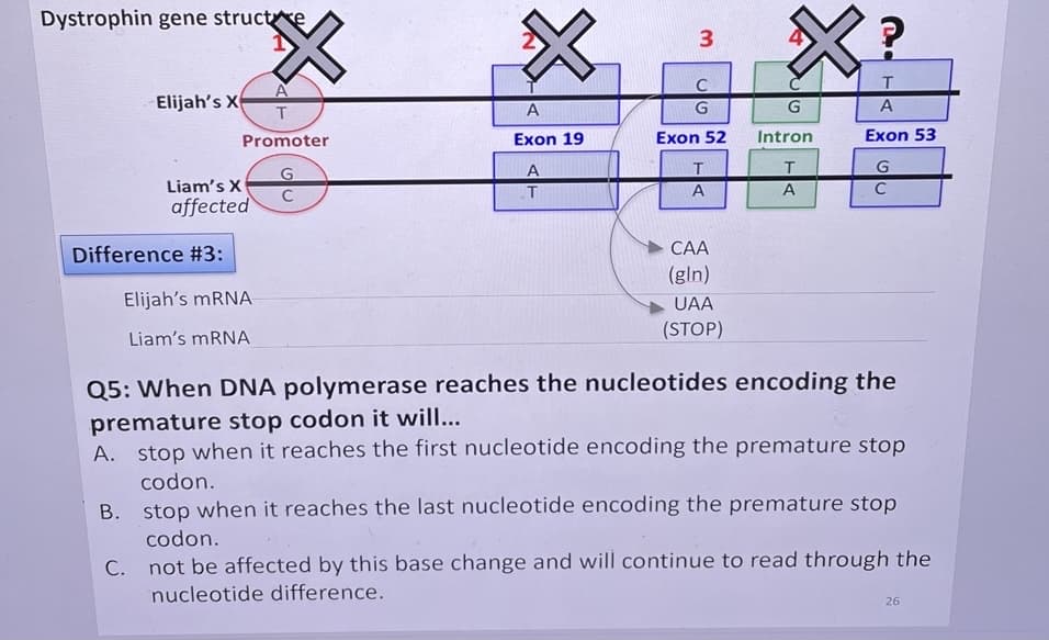 Dystrophin gene structe
3
T
Elijah's X
G
G
Promoter
Exon 19
Exon 52
Intron
Exon 53
T
G
Liam's X
affected
T
C
СА
Difference #3:
(gln)
Elijah's MRNA
UAA
(STOP)
Liam's MRNA
Q5: When DNA polymerase reaches the nucleotides encoding the
premature stop codon it will...
A. stop when it reaches the first nucleotide encoding the premature stop
codon.
B. stop when it reaches the last nucleotide encoding the premature stop
codon.
not be affected by this base change and will continue to read through the
nucleotide difference.
26
