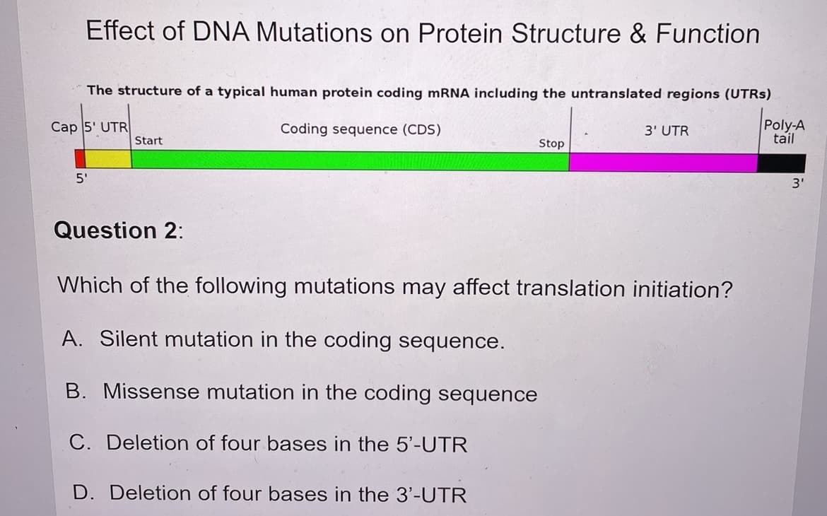 Effect of DNA Mutations on Protein Structure & Function
The structure of a typical human protein coding MRNA including the untranslated regions (UTRS)
Cap 5' UTR
Coding sequence (CDS)
Poly-A
tail
3' UTR
Start
Stop
5'
3'
Question 2:
Which of the following mutations may affect translation initiation?
A. Silent mutation in the coding sequence.
B. Missense mutation in the coding sequence
C. Deletion of four bases in the 5'-UTR
D. Deletion of four bases in the 3'-UTR
