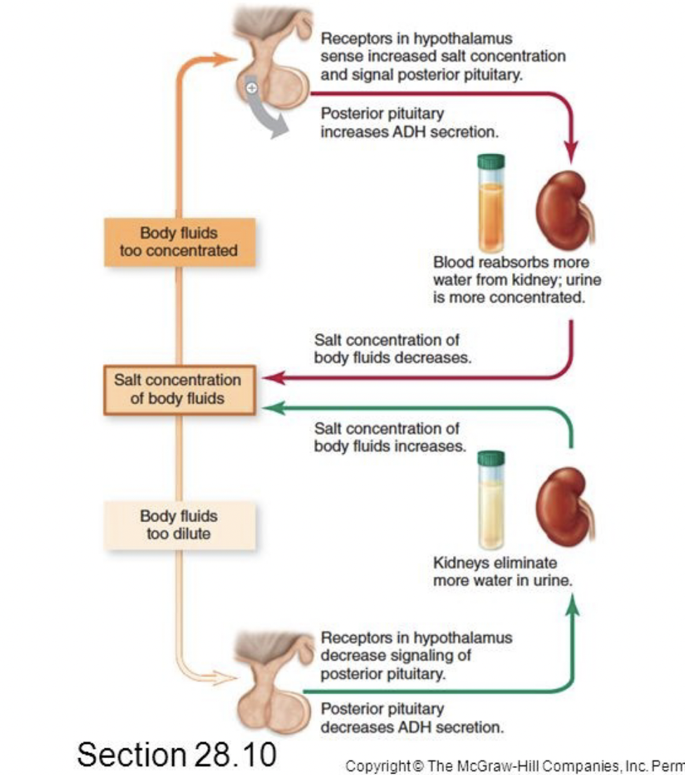 Body fluids
too concentrated
Salt concentration
of body fluids
Body fluids
too dilute
Section 28.10
Receptors in hypothalamus
sense increased salt concentration
and signal posterior pituitary.
Posterior pituitary
increases ADH secretion.
Salt concentration of
body fluids decreases.
Salt concentration of
body fluids increases.
Receptors in hypothalamus
decrease signaling of
posterior pituitary.
Posterior pituitary
decreases ADH secretion.
Copyright © The McGraw-Hill Companies, Inc. Perm
Blood reabsorbs more
water from kidney; urine
is more concentrated.
Kidneys eliminate
more water in urine.