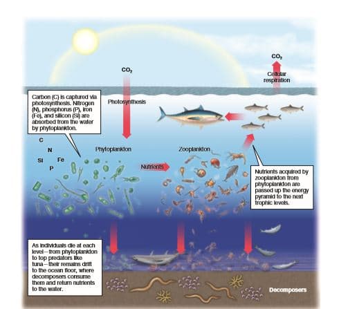 co,
co,
Cellular
respiration
Carbon (C) is captured via
photosynthesis. Nitrogen
(N), phosphorus (P), iron
(Fej, and silicon (Sij are
absorbed from the water
by phytoplankton.
Photosynthesis
Phytoplankton
Zooplankton
Nutrkonts
Nutrkonts acquired by
2ooplankton from
phyioplankton are
passed up the onergy
pyramki fo the next
trophic levals.
As Individuals dile at each
level-from phytoplankton
to top predators Ilike
tuna-their remalns drift
to the ocean floor, where
decomposers consume
them and returm nutrients
to the water.
Decomposers
