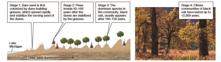 Stage 2: Pines
invade 50-100
Stage 1: Bare sand is first
colonized by dune-building
grasses, which spread rapidly
and stabilize the moving sand of
the dunes.
years after the
dunes are stabilized
by the grasses.
Stage 3: The
dominant species in
the community, black
oak, usually appears
after 100-150 years.
Stage 4: Climax
communities of black
oak have lasted up to
12,000 years.
Lake
Michigan
Older sand dunes
