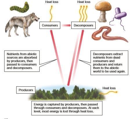 Heat loss
Heat loss
Consumers
Decomposers
Decomposers extract
nutrients from dead
Nutrients from abiotic
sources are absorbod
by producers, then
passed to consumers
and decomposors.
consumors and
producers and return
them to the abiotic
world to be used again.
Heat loss
Producors
Energy is captured by producers, then passed
through consumers and decomposers. At each
level, most energy is lost through heat loss.
