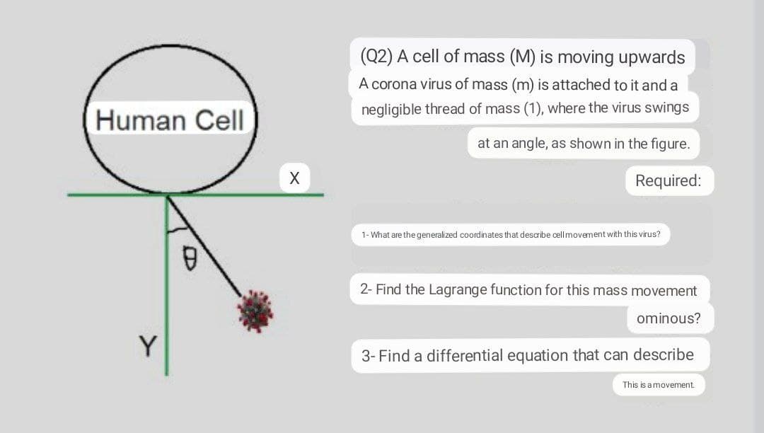 (Q2) A cell of mass (M) is moving upwards
A corona virus of mass (m) is attached to it and a
negligible thread of mass (1), where the virus swings
Human Cell
at an angle, as shown in the figure.
Required:
1- What are the generalized coordinates that describe cell movement with this virus?
2- Find the Lagrange function for this mass movement
ominous?
Y
3- Find a differential equation that can describe
This is amovement.
