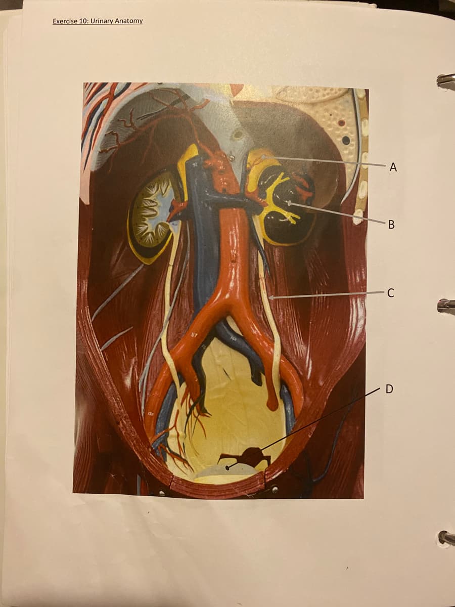 Exercise 10: Urinary Anatomy
A
C
