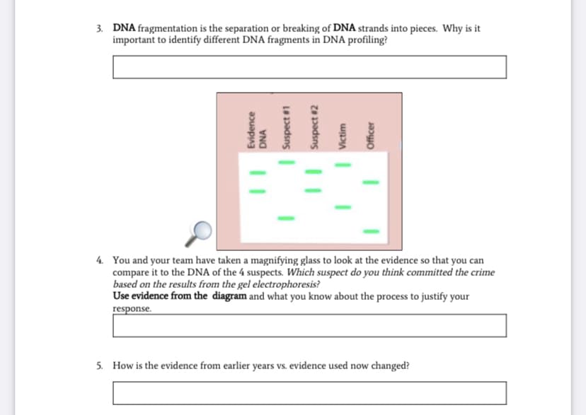 3. DNA fragmentation is the separation or breaking of DNA strands into pieces. Why is it
important to identify different DNA fragments in DNA profiling?
4. You and your team have taken a magnifying glass to look at the evidence so that you can
compare it to the DNA of the 4 suspects. Which suspect do you think committed the crime
based on the results from the gel electrophoresis?
Use evidence from the diagram and what you know about the process to justify your
response.
5. How is the evidence from earlier years vs. evidence used now changed?
Evidence
DNA
Lepadsns
Suspect #2
Victim
Officer
