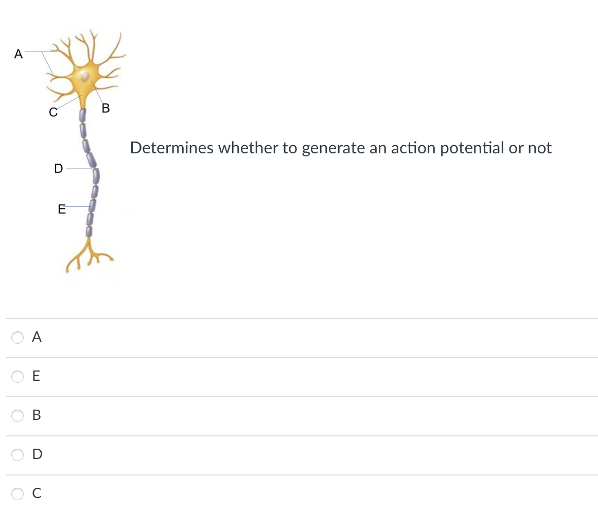 A
O
O
A
E
B
U
D
E
B
Determines whether to generate an action potential or not
