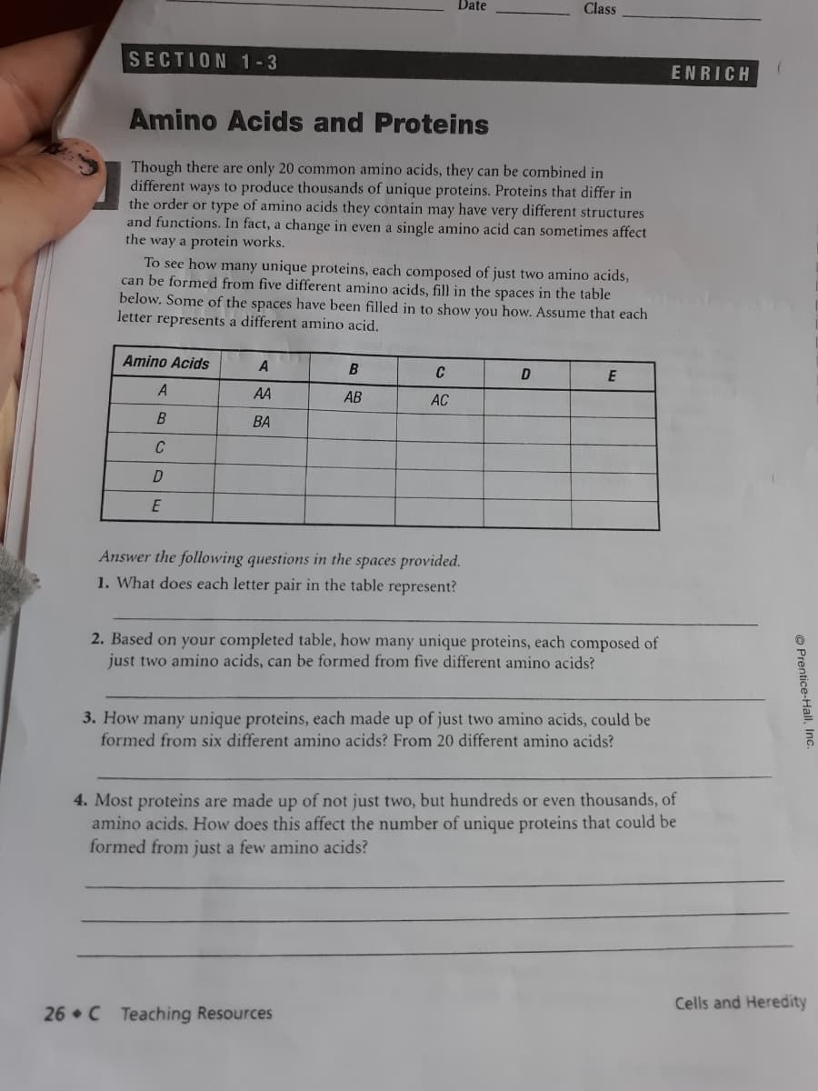 Date
Class
SECTION 1 - 3
ENRICH
Amino Acids and Proteins
Though there are only 20 common amino acids, they can be combined in
different ways to produce thousands of unique proteins. Proteins that differ in
the order or type of amino acids they contain may have very different structures
and functions. In fact, a change in even a single amino acid can sometimes affect
the way a protein works.
To see how many unique proteins, each composed of just two amino acids,
can be formed from five different amino acids, fill in the spaces in the table
below. Some of the spaces have been filled in to show you how. Assume that each
letter represents a different amino acid.
Amino Acids
A
B
D
E
A
AA
АВ
AC
BA
C
E
Answer the following questions in the spaces provided.
1. What does each letter pair in the table represent?
2. Based on your completed table, how many unique proteins, each composed of
just two amino acids, can be formed from five different amino acids?
3. How many unique proteins, each made up of just two amino acids, could be
formed from six different amino acids? From 20 different amino acids?
4. Most proteins are made up of not just two, but hundreds or even thousands, of
amino acids. How does this affect the number of unique proteins that could be
formed from just a few amino acids?
Cells and Heredity
26 C Teaching Resources
© Prentice-Hall, Inc
