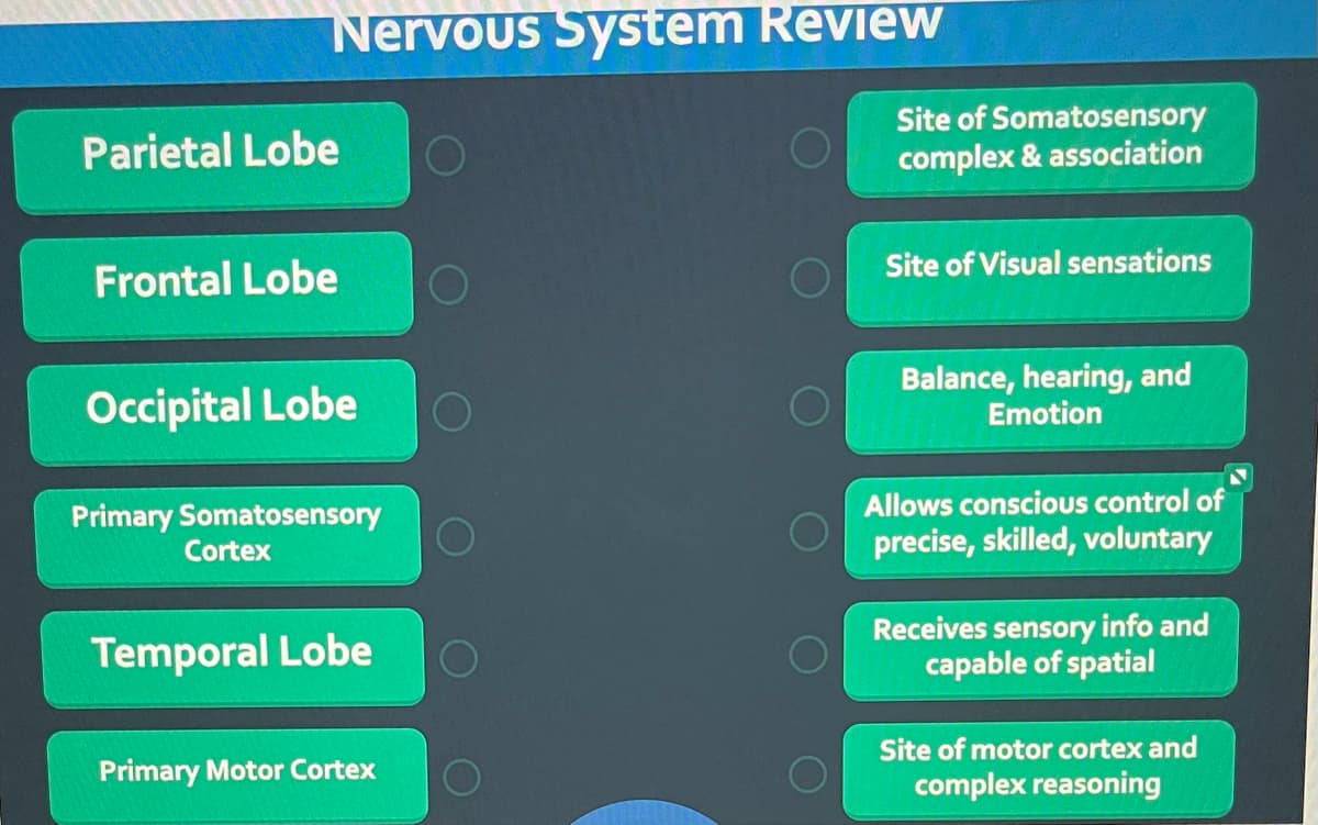 ## Nervous System Review

### Brain Lobes and Functions

The following is a review of the different lobes of the brain and their associated functions.

#### Parietal Lobe
- **Associated Function:**
  - Site of Somatosensory complex & association

#### Frontal Lobe
- **Associated Function:**
  - Site of motor cortex and complex reasoning

#### Occipital Lobe
- **Associated Function:**
  - Site of Visual sensations

#### Primary Somatosensory Cortex
- **Associated Function:**
  - Receives sensory info and is capable of spatial processing

#### Temporal Lobe
- **Associated Function:**
  - Balance, hearing, and emotion

#### Primary Motor Cortex
- **Associated Function:**
  - Allows conscious control of precise, skilled, voluntary movements

### Diagram Explanation:
The diagram presented on this page shows a list of brain lobes and specific cortex areas on the left side. Next to each term is a series of answer choices regarding their associated functions. These answer choices are intended to be correctly matched to the specific brain lobe or cortex area. This interactive matching activity allows users to test and reinforce their understanding of the brain's functional anatomy.