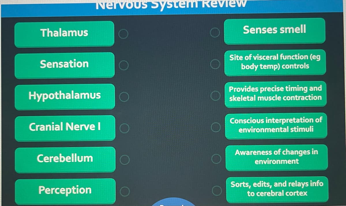 ### Nervous System Review

**Matching Exercise:**

Match each component of the nervous system on the left with the appropriate function listed on the right.

#### Nervous System Components
1. **Thalamus**
2. **Sensation**
3. **Hypothalamus**
4. **Cranial Nerve I**
5. **Cerebellum**
6. **Perception**

#### Functions
a. **Senses smell**  
b. **Site of visceral function (e.g. body temperature) controls**  
c. **Provides precise timing and skeletal muscle contraction**  
d. **Conscious interpretation of environmental stimuli**  
e. **Awareness of changes in environment**  
f. **Sorts, edits, and relays information to the cerebral cortex**  

### Instructions:

Match each term from the left column to its corresponding description in the right column by thinking about their functions within the nervous system. For example, connect the Thalamus with the correct function that describes its role.

This interactive exercise is designed to help reinforce your understanding of the various parts and functions of the nervous system.