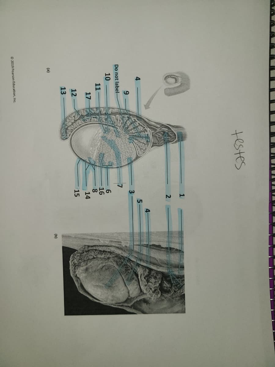 testes
4-
4
9.
Do not label-
7
10
16
8.
14
11
17
12
15
13
(b)
(a)
O 2019 Pearson Education, Inc.
