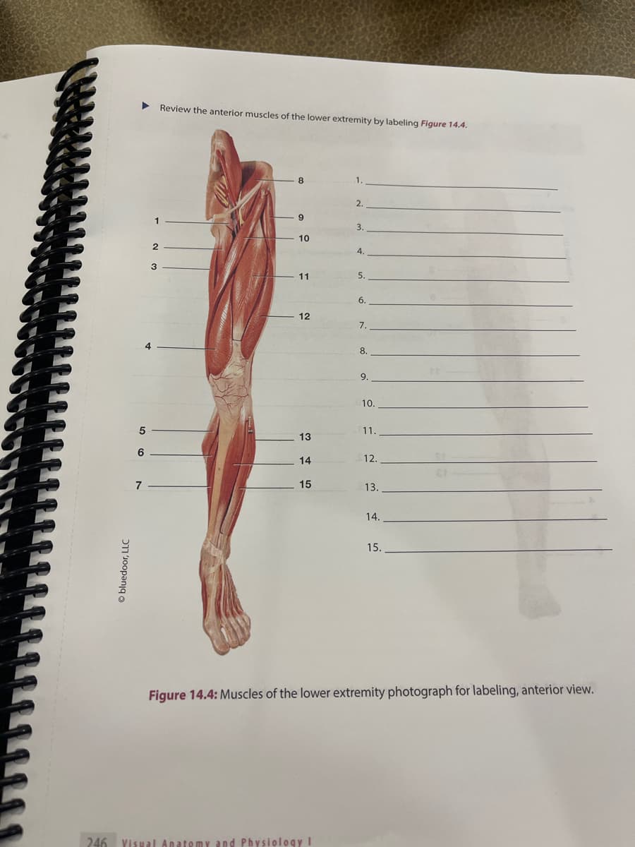 bluedoor, LLC
▶
5
6
7
2
3
Review the anterior muscles of the lower extremity by labeling Figure 14.4.
8
9
10
11
12
13
14
15
2.
246 Visual Anatomy and Physiology I
3.
4.
5.
6.
7.
8.
9.
10.
11.
12.
13.
14.
15.
Figure 14.4: Muscles of the lower extremity photograph for labeling, anterior view.