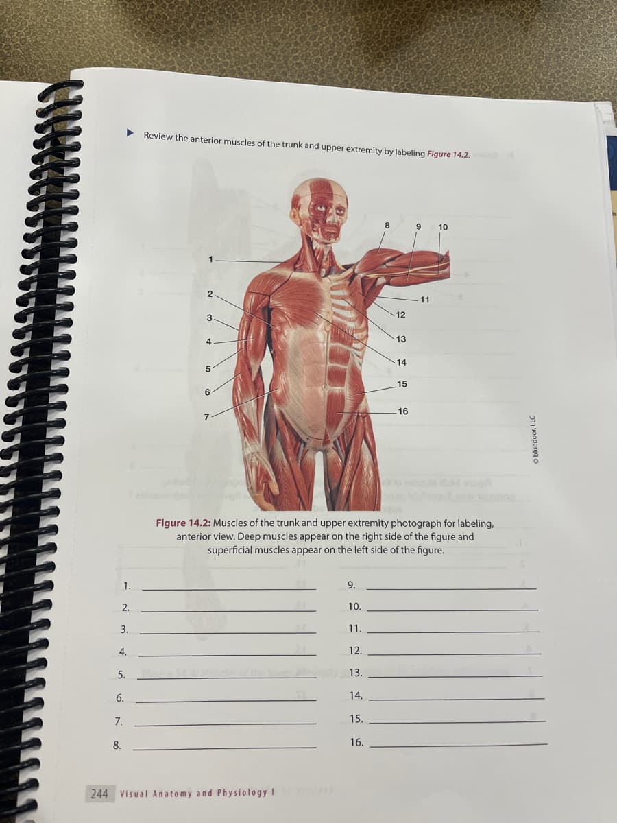 ▶
2.
1.
3.
4.
7.
5.
6.
8.
Review the anterior muscles of the trunk and upper extremity by labeling Figure 14.2.
2
3
4
5
6
7
244 Visual Anatomy and Physiology I
9.
10.
11.
12.
13.
Figure 14.2: Muscles of the trunk and upper extremity photograph for labeling,
anterior view. Deep muscles appear on the right side of the figure and
superficial muscles appear on the left side of the figure.
14.
12
15.
16.
13
14
15
16
9 10
11
Ⓒbluedoor, LLC