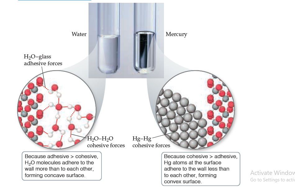 Water
Mercury
H2O-glass
adhesive forces
H2O-H2O
Hg-Hg
cohesive forces
cohesive forces
Because adhesive > cohesive,
H,0 molecules adhere to the
wall more than to each other,
forming concave surface.
Because cohesive > adhesive,
Hg atoms at the surface
adhere to the wall less than
to each other, forming
Activate Window
convex surface.
Go to Settings to activ
