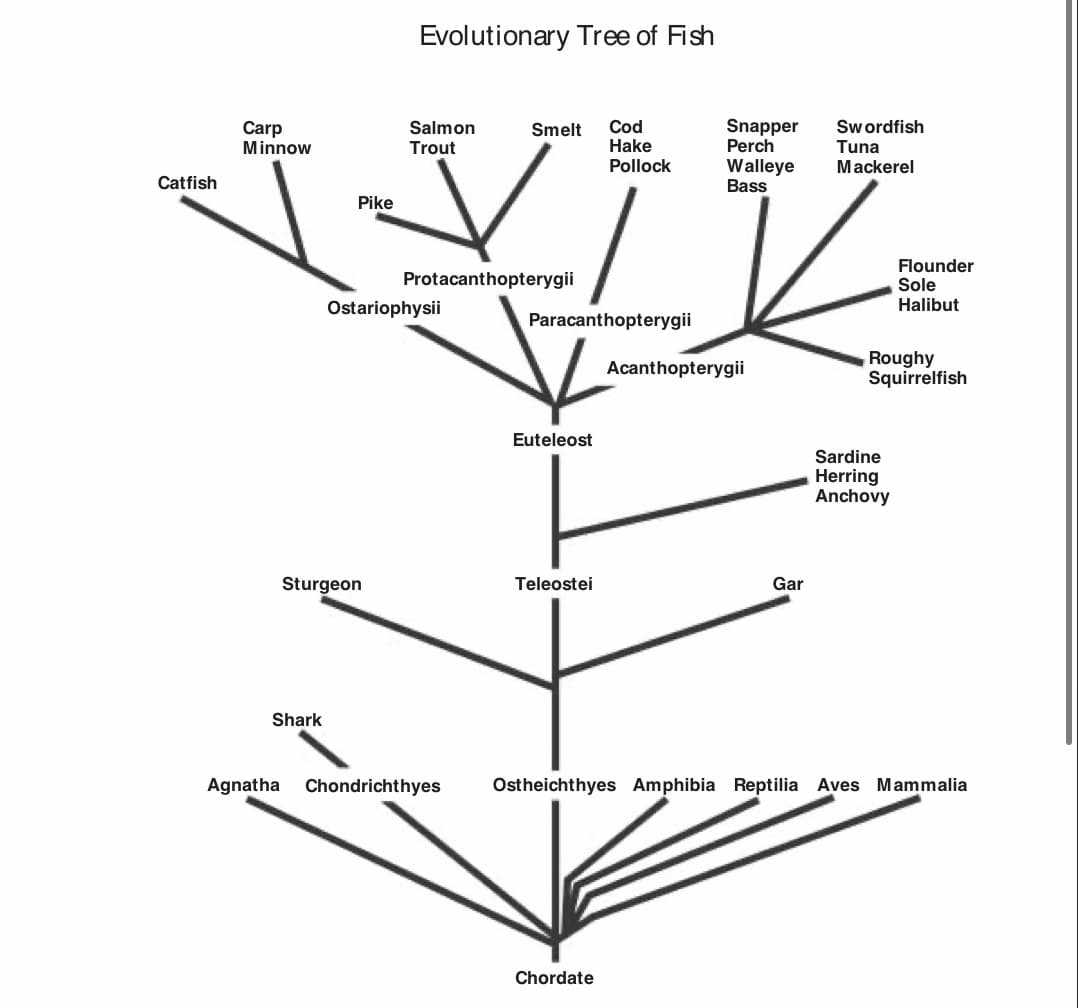 Evolutionary Tree of Fish
Cod
Hake
Snapper
Perch
Swordfish
Carp
Minnow
Salmon
Smelt
Trout
Tuna
Pollock
Walleye
Bass
Mackerel
Catfish
Pike
Flounder
Sole
Halibut
Protacanthopterygii
Ostariophysii
Paracanthopterygii
Roughy
Squirrelfish
Acanthopterygii
Euteleost
Sardine
Herring
Anchovy
Sturgeon
Teleostei
Gar
Shark
Agnatha Chondrichthyes
Ostheichthyes Amphibia Reptilia Aves Mammalia
Chordate
