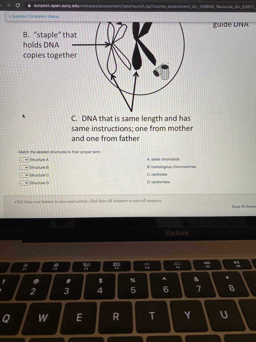 A sunyocc.open.suny.edu/webapps/assessment/take/launch.jsp?course_assessment_id=_109869_1&course_id=_53817_*
* Question Completion Status:
guide DNA
B. "staple" that
holds DNA
copies together
C. DNA that is same length and has
same instructions; one from mother
and one from father
Match the labeled structures to their proper term.
- v Structure A
A. sister chromatids
Structure B
B. homologous chromosomes
v Structure C
C. centrioles
- Structure D
D. centromere
Click Save and Submit to save and submit. Click Save All Answers to save all answers.
Save All Answe
MacBook
DII
80
000
000
F7
F8
F3
F4
F5
F6
F1
%*
@
#
$
&
2
3
4
7
8
Q
W
E
Y
* CO
