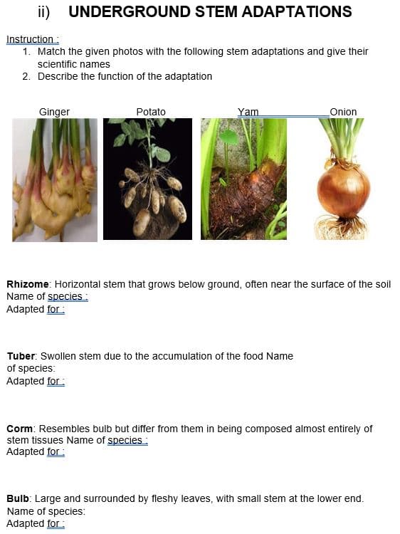 ii) UNDERGROUND STEM ADAPTATIONS
Instruction:
1. Match the given photos with the following stem adaptations and give their
scientific names
2. Describe the function of the adaptation
Ginger
Potato
Yam
Onion
Rhizome: Horizontal stem that grows below ground, often near the surface of the soil
Name of species:
Adapted for:
Tuber: Swollen stem due to the accumulation of the food Name
of species:
Adapted for:
Corm: Resembles bulb but differ from them in being composed almost entirely of
stem tissues Name of species:
Adapted for:
Bulb: Large and surrounded by fleshy leaves, with small stem at the lower end.
Name of species:
Adapted for:
