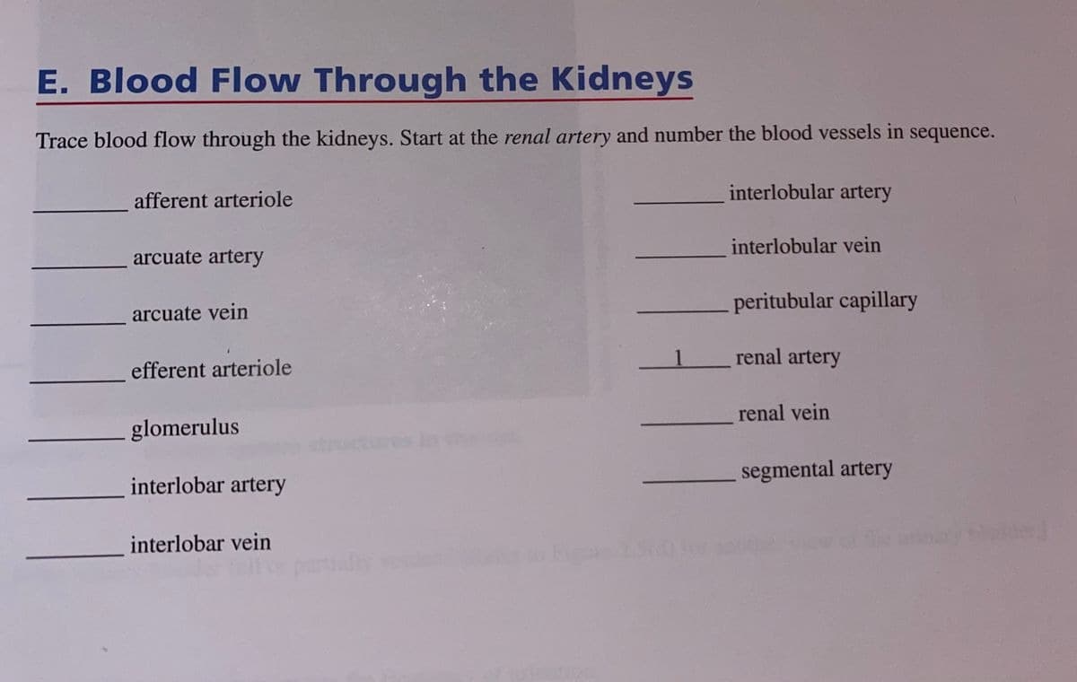 E. Blood Flow Through the Kidneys
Trace blood flow through the kidneys. Start at the renal artery and number the blood vessels in sequence.
interlobular artery
afferent arteriole
interlobular vein
arcuate artery
peritubular capillary
arcuate vein
renal artery
efferent arteriole
renal vein
glomerulus
segmental artery
interlobar artery
interlobar vein
