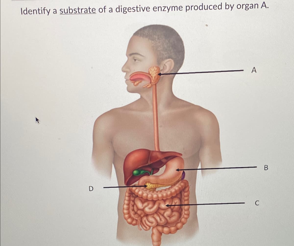 Identify a substrate of a digestive enzyme produced by organ A.
B.
