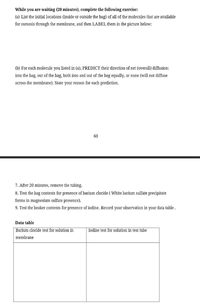 While you are waiting (20 minutes), complete the following exercise:
(a) List the initial locations (inside or outside the bag) of all of the molecules that are available
for osmosis through the membrane, and then LABEL them in the picture below:
(b) For each molecule you listed in (a), PREDICT their direction of net (overall) diffusion:
into the bag, out of the bag, both into and out of the bag equally, or none (will not diffuse
across the membrane). State your reason for each prediction.
60
7. After 20 minutes, remove the tubing.
8. Test the bag contents for presence of barium cloride ( White barium sulfate precipitate
forms in magnesium sulfate presence).
9. Test the beaker contents for presence of iodine. Record your observation in your data table.
Data table
Barium cloride test for solution in
membrane
Iodine test for solution in test tube
