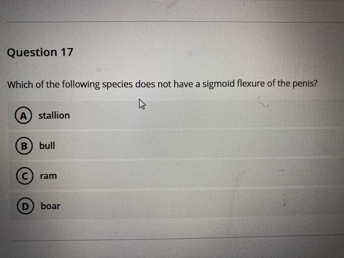 Question 17
Which of the following species does not have a sigmoid flexure of the penis?
A) stallion
B) bull
ram
D
boar
