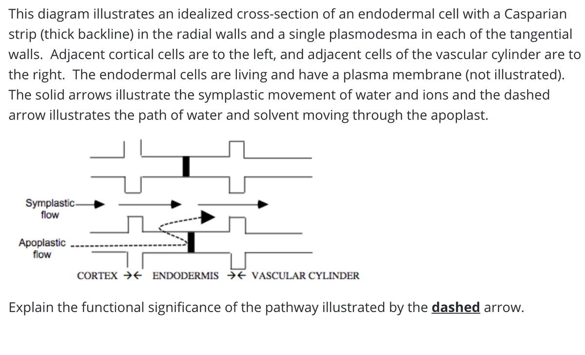 This diagram illustrates an idealized cross-section of an endodermal cell with a Casparian
strip (thick backline) in the radial walls and a single plasmodesma in each of the tangential
walls. Adjacent cortical cells are to the left, and adjacent cells of the vascular cylinder are to
the right. The endodermal cells are living and have a plasma membrane (not illustrated).
The solid arrows illustrate the symplastic movement of water and ions and the dashed
arrow illustrates the path of water and solvent moving through the apoplast.
Symplastic.
flow
Apoplastic
flow
CORTEX →+ ENDODERMIS →E VASCULAR CYLINDER
Explain the functional significance of the pathway illustrated by the dashed arrow.
