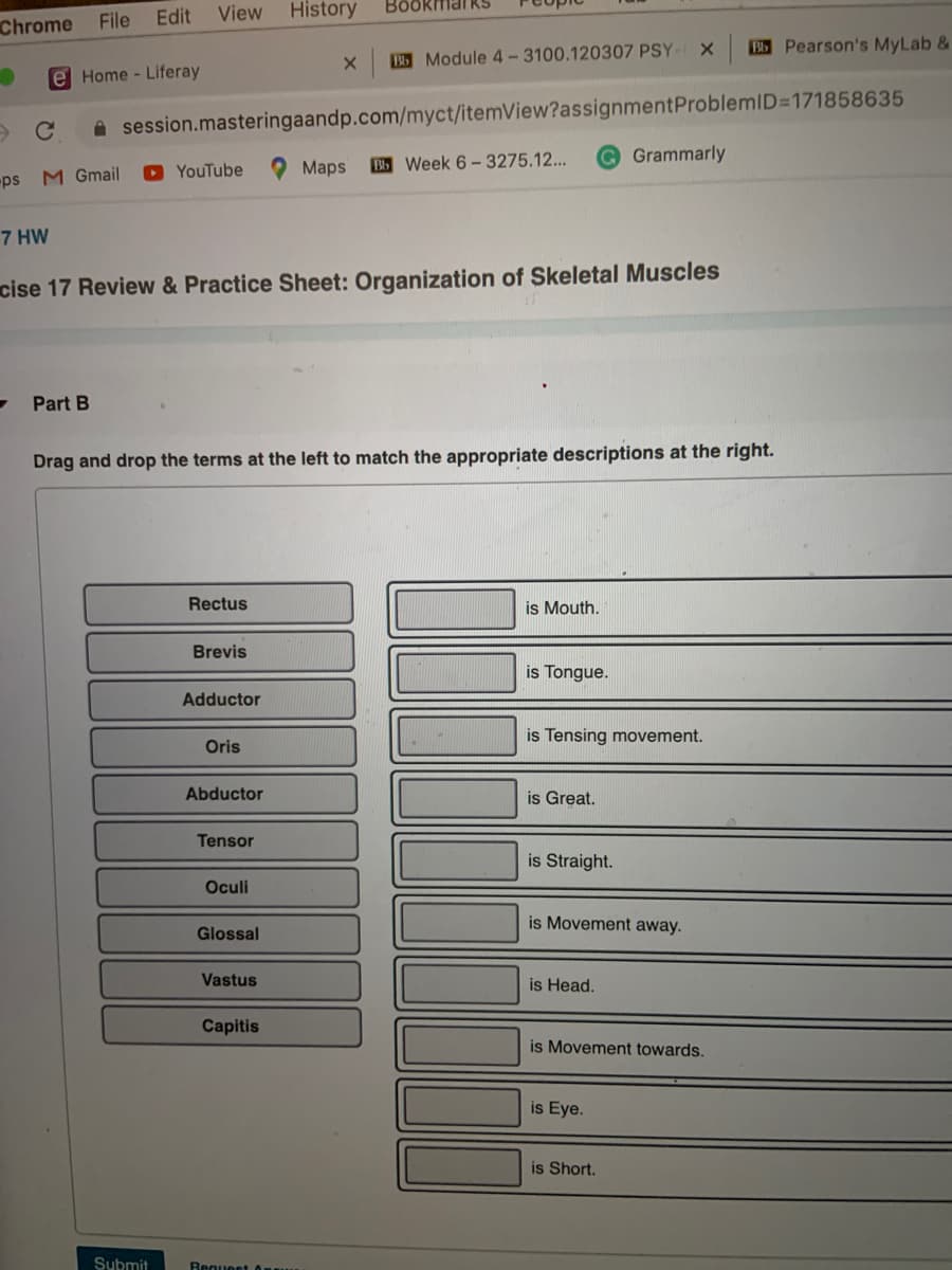 Edit
View
History
Böökmal RS
Chrome
File
Bb Pearson's MyLab &
BModule 4-3100.120307 PSY- X
e Home - Liferay
A session.masteringaandp.com/myct/itemView?assignmentProblemID=171858635
Grammarly
Maps
B Week 6- 3275.12...
ps
M Gmail
YouTube
7 HW
cise 17 Review & Practice Sheet: Organization of Skeletal Muscles
Part B
Drag and drop the terms at the left to match the appropriate descriptions at the right.
Rectus
is Mouth.
Brevis
is Tongue.
Adductor
is Tensing movement.
Oris
Abductor
is Great.
Tensor
is Straight.
Oculi
is Movement away.
Glossal
Vastus
is Head.
Capitis
is Movement towards.
is Eye.
is Short.
Submit
Bequeet
