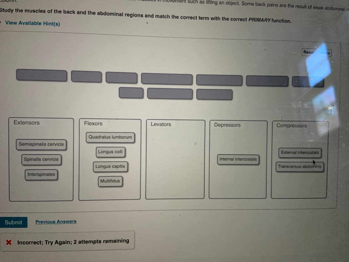 ent such as lifting an object. Some back pains are the result of weak abdorninal m
Study the muscles of the back and the abdominal regions and match the correct term with the correct PRIMARY function.
• View Available Hint(s)
Rese Hp
Extensors
Flexors
Levators
Depressors
Compressors
Quadratus lumborum
Semispinalis cervicis
Longus colli
External intercostals
Spinalis cervicis
Internal intercostals
Longus capitis
Transversus abdominis
Interspinales
Multifidus
Submit
Previous Answers
X Incorrect; Try Again; 2 attempts remaining
