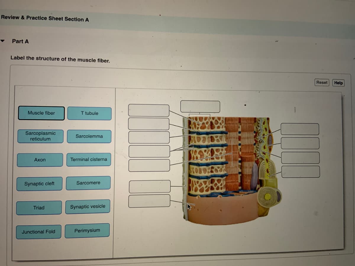 Review & Practice Sheet Section A
Part A
Label the structure of the muscle fiber.
Reset
Help
Muscle fiber
I tubule
Sarcoplasmic
Sarcolemma
reticulum
Axon
Terminal cisterna
Synaptic cleft
Sarcomere
Triad
Synaptic vesicle
Junctional Fold
Perimysium
