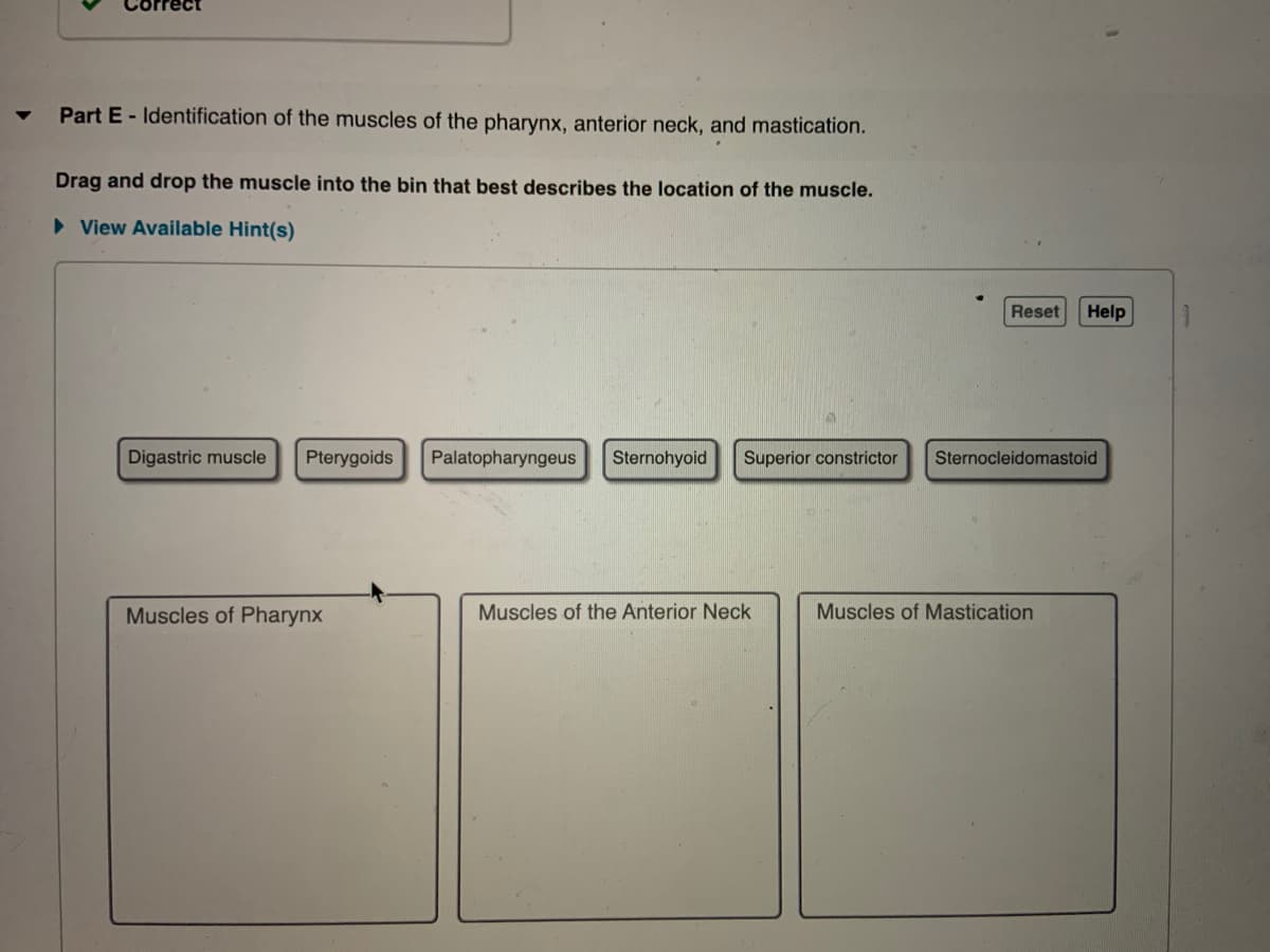 Correct
Part E- Identification of the muscles of the pharynx, anterior neck, and mastication.
Drag and drop the muscle into the bin that best describes the location of the muscle.
• View Available Hint(s)
Reset
Help
Digastric muscle
Pterygoids
Palatopharyngeus
Sternohyoid
Superior constrictor
Sternocleidomastoid
Muscles of Pharynx
Muscles of the Anterior Neck
Muscles of Mastication
