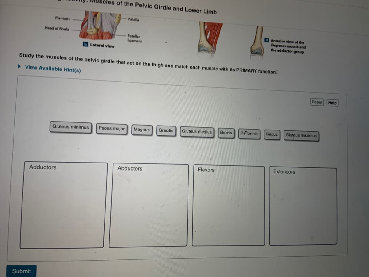 cles of the Pelvic Girdle and Lower Limb
Patella
Plantaris
Head of fibula
Anterior view of the
iliopsoas musde and
the adductor group
Patellar
ligament
b Lateral view
Study the muscles of the pelvic girdle that act on the thigh and match each muscle with its PRIMARY function.
• View Available Hint(s)
Reset
Help
Brevis
Piriformis
liacus
Gluteus maximus
Gluteus minimus
Psoas major
Magnus
Gracilis
Gluteus medius
Extensors
Flexors
Abductors
Adductors
Submit
