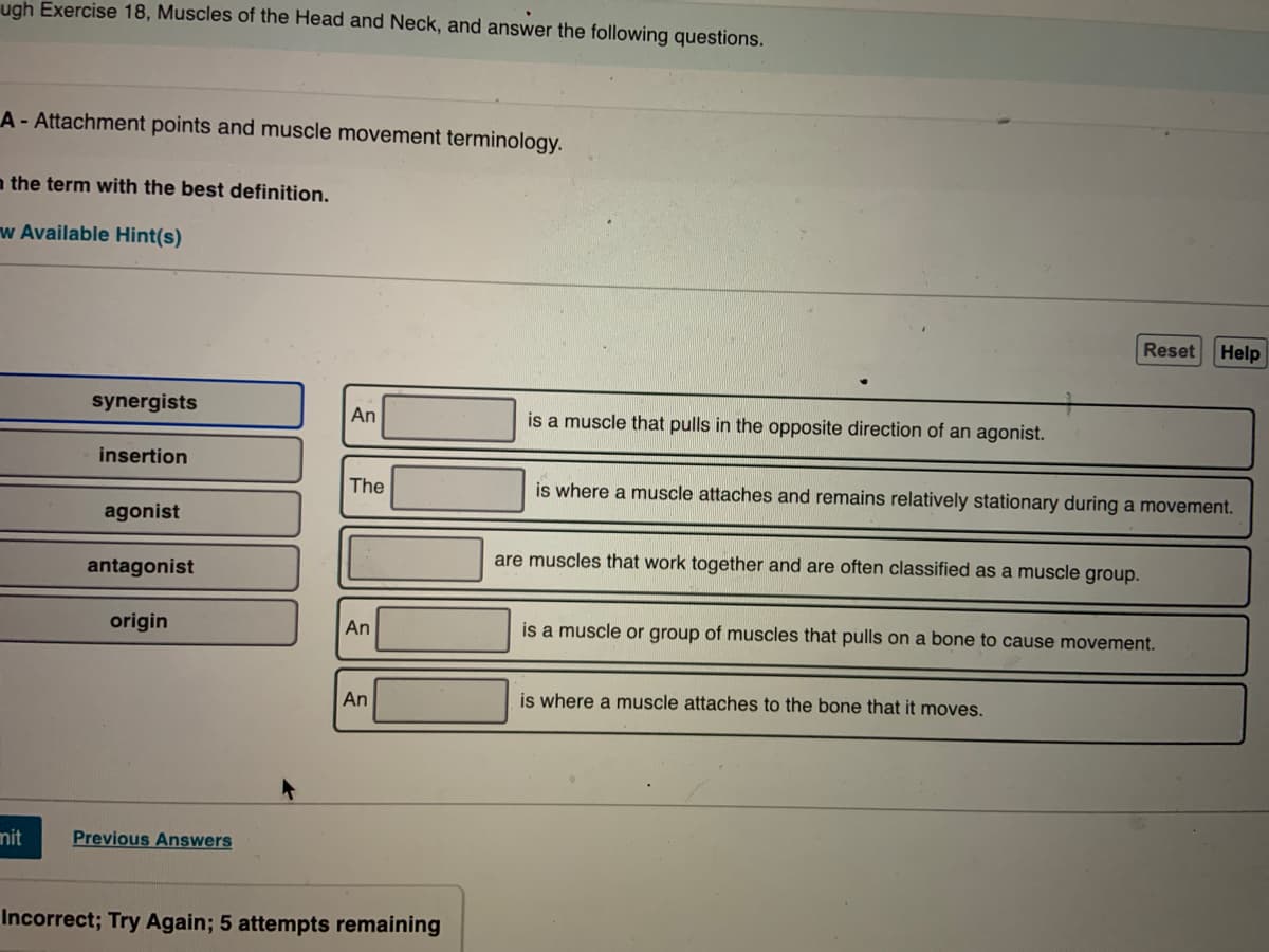 ugh Exercise 18, Muscles of the Head and Neck, and answer the following questions.
A-Attachment points and muscle movement terminology.
a the term with the best definition.
w Available Hint(s)
Reset Help
synergists
is a muscle that pulls in the opposite direction of an agonist.
An
insertion
The
is where a muscle attaches and remains relatively stationary during a movement.
agonist
are muscles that work together and are often classified as a muscle group.
antagonist
origin
An
is a muscle or group of muscles that pulls on a bone to cause movement.
An
is where a muscle attaches to the bone that it moves.
mit
Previous Answers
Incorrect; Try Again; 5 attempts remaining
