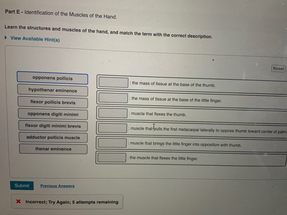 Part E- Identification of the Muscles of the Hand.
Learn the structures and muscles of the hand, and match the term with the correct description.
> View Available Hint(s)
Reset
opponens pollicis
: the mass of tissue at the base of the thumb.
hypothenar eminence
: the mass of tissue at the base of the little finger.
flexor pollicis brevis
: muscle that flexes the thumb.
opponens digiti minimi
flexor digiti minimi brevis
: muscle thatpulls the first metacarpal laterally to oppose thumb toward center of palm.
adductor pollicis muscle
: muscle that brings the little finger into opposition with thumb.
thenar eminence
: the muscle that flexes the little finger.
Submit
Previous Answers
X Incorrect; Try Again; 5 attempts remaining
