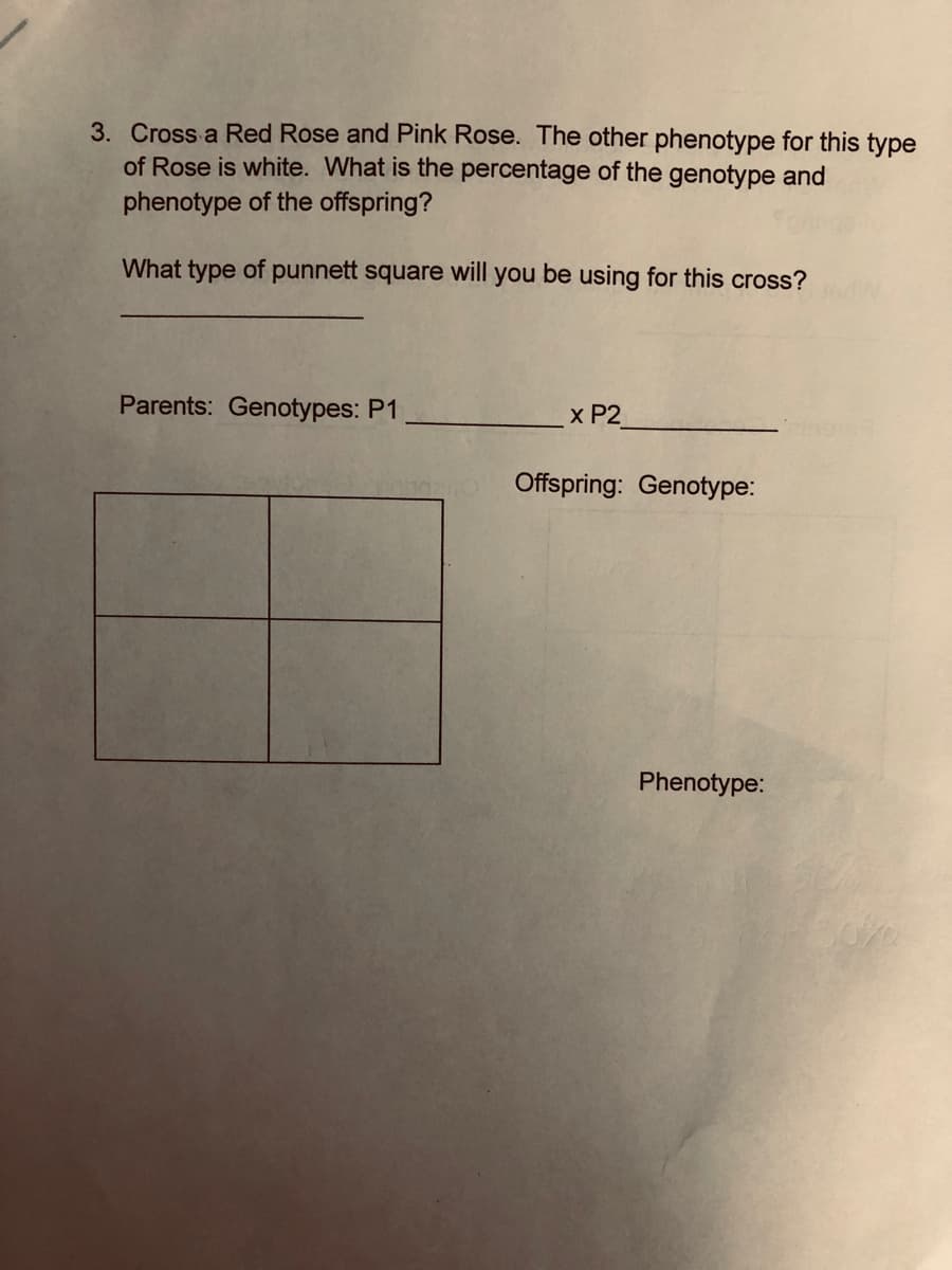 3. Cross a Red Rose and Pink Rose. The other phenotype for this type
of Rose is white. What is the percentage of the genotype and
phenotype of the offspring?
What type of punnett square will you be using for this cross?
Parents: Genotypes: P1
x P2
Offspring: Genotype:
Phenotype:
