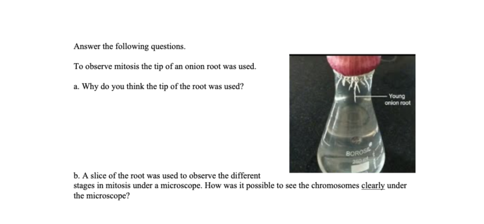 Answer the following questions.
To observe mitosis the tip of an onion root was used.
a. Why do you think the tip of the root was used?
Young
onion root
BOROSIL
b. A slice of the root was used to observe the different
stages in mitosis under a microscope. How was it possible to see the chromosomes clearly under
the microscope?
