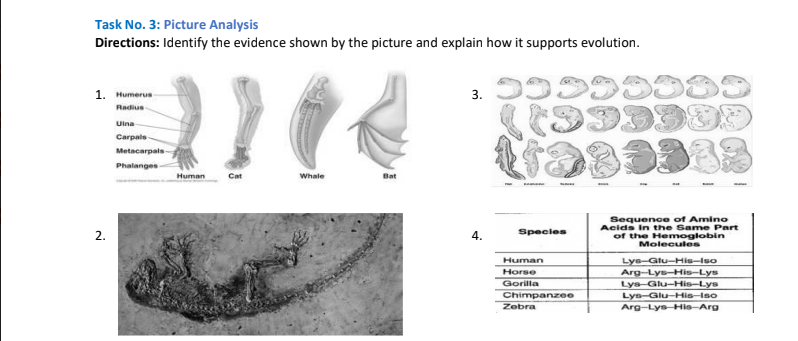 Task No. 3: Picture Analysis
Directions: Identify the evidence shown by the picture and explain how it supports evolution.
1. Humerus
Radius
Uina
Carpals
Metacarpals
Phalanges
Human
Cat
Whale
Sequence of Amino
Acids in the Same Part
of the Hemoglobin
Molecules
2.
4.
Species
Human
Lye-Glu-His-luo
Arg-Lys-His-Lys
Lys Glu-His-Lys
Horse
Gorilla
Chimpanzee
Zebra
Lys-Glu-His-Ino
Arg-Lys Hie-Arg
3.
