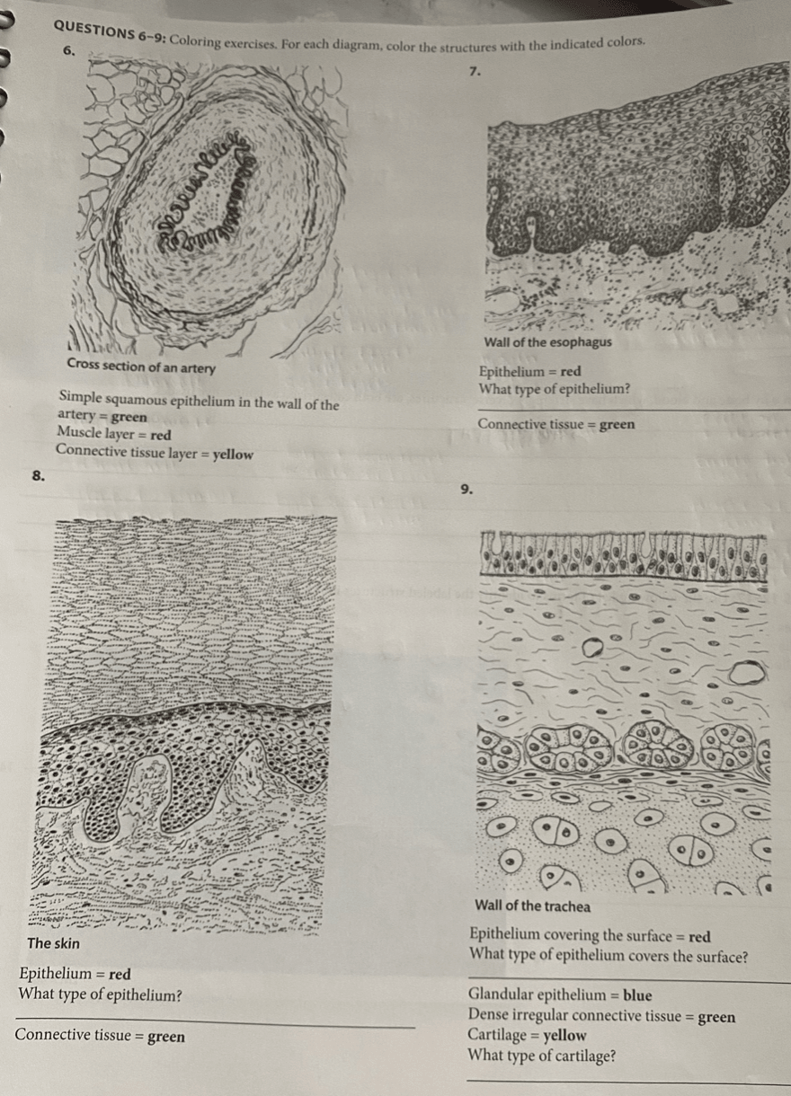 8.
QUESTIONS 6-9: Coloring exercises. For each diagram, color the structures with the indicated colors.
6.
0
arrallage
Cross section of an artery
Simple squamous epithelium in the wall of the
artery = green
Muscle layer = red
Connective tissue layer = yellow
The skin
Epithelium = red
What type of epithelium?
Connective tissue = green
7.
9.
Wall of the esophagus
Epithelium = red
What type of epithelium?
Connective tissue = green
Wall of the trachea
Epithelium covering the surface = red
What type of epithelium covers the surface?
Glandular epithelium = blue
Dense irregular connective tissue = green
Cartilage = yellow
What type of cartilage?