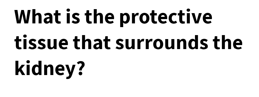 What is the protective
tissue that surrounds the
kidney?
