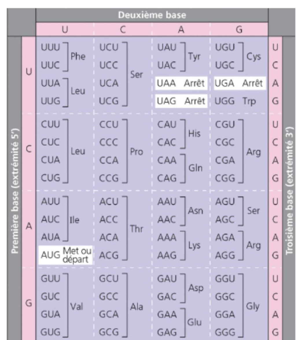 Deuxième base
U
A
G
UCU
UAU
UGU
U
Cys
UUU
Phe
Tyr
UAC
UUC
I UCC
UGC
Ser
UAA Arrêt UGA Arrêt A
UUA
UCA
Leu
UUG
UCG
UAG Arrêt UGG Trp
CUU
CCU
CAU
CGU
His
CUC
CC
CAC
CGC
Leu
CUA
Pro
Arg
ССА
I CAA
CGA
Gln
CUG
CG
CAG
CGG
AUU
ACU
AAU
AGU
Asn
Ser
AUC le
A
ACC
AAC
AGC
Thr
AUA
АCА
AAA
Lys
AAG
AGA
Met ou
AUG
départ
Arg
AGG
ACG
GUU
I GCU
GAU
GGU
Asp
GCC
GUC
Val
GUA
GAC
GGC
Gly
A
Ala
GCA
GAA
GGA
Glu
GUG
GCG
GAG
GGG
Première base (extrémité 5')
Troisième base (extrémité 3')
