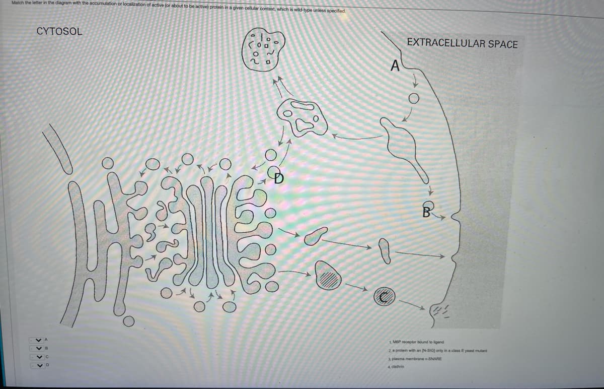 Match the letter in the diagram with the accumulation or localization of active (or about to be active) protein in a given cellular context, which is wild-type unless specified.
CYTOSOL
EXTRACELLULAR SPACE
A
1. M6P receplor bound to ligand
2. a protein with an (N-SIG] only in a class E yeast mutant
3. plasma membrane v-SNARE
4, clathrin
