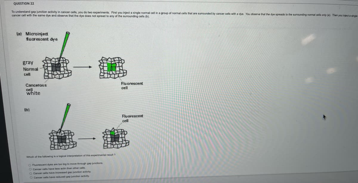 QUESTION 22
To understand gap junction activity in cancer cells, you do two experiments. First you inject a single normal cell in a group of normal cells that are surrounded by cancer cells with a dye. You observe that the dye spreads to the surrounding normal cells only (a). Then you inject a single
cancer cell with the same dye and observe that the dye does not spread to any of the surrounding cells (b).
la) Microinjed
Suorescent dye
gray
Normal
cell
Cancerous
cell
white
Fluorescent
cell
Ib)
Fluorescent
cell
Which of the following is a logical interpretation of this experimental result ?
O Fluorescent dyes are too big to move through gap junctions
O Cancer cells have less actin than other cels
O Cancer cells have increased gap junction activity.
O Cancer cells have reduced gap junction activity.
