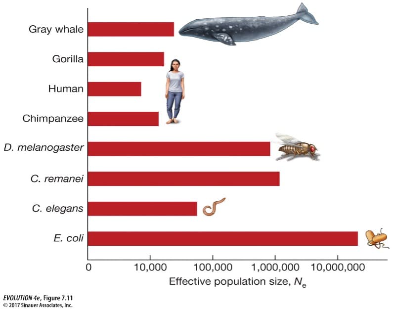 Gray whale
Gorilla
Human
Chimpanzee
D. melanogaster
C. remanei
C. elegans
E. coli
10,000
100,000
1,000,000 10,000,000
Effective population size, Ne
EVOLUTION 4e, Figure 7.11
© 2017 Sinauer Associates, Inc.
