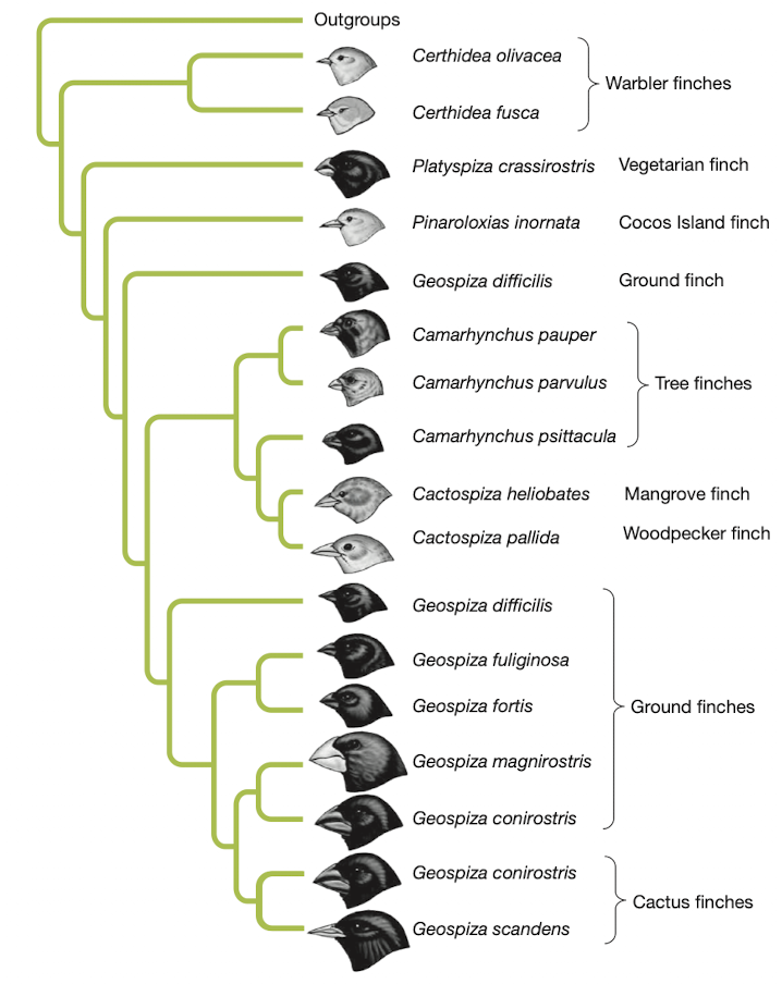 Outgroups
Certhidea olivacea
Warbler finches
Certhidea fusca
Platyspiza crassirostris Vegetarian finch
Pinaroloxias inornata
Cocos Island finch
Geospiza difficilis
Ground finch
Camarhynchus pauper
Camarhynchus parvulus
Tree finches
Camarhynchus psittacula
Cactospiza heliobates
Mangrove finch
Cactospiza pallida
Woodpecker finch
Geospiza difficilis
Geospiza fuliginosa
Geospiza fortis
Ground finches
Geospiza magnirostris
Geospiza conirostris
Geospiza conirostris
Cactus finches
Geospiza scandens
