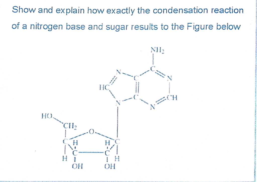 Show and explain how exactly the condensation reaction
of a nitrogen base and sugar results to the Figure below
HC
CH
HO
C12
1.
OH
OH
